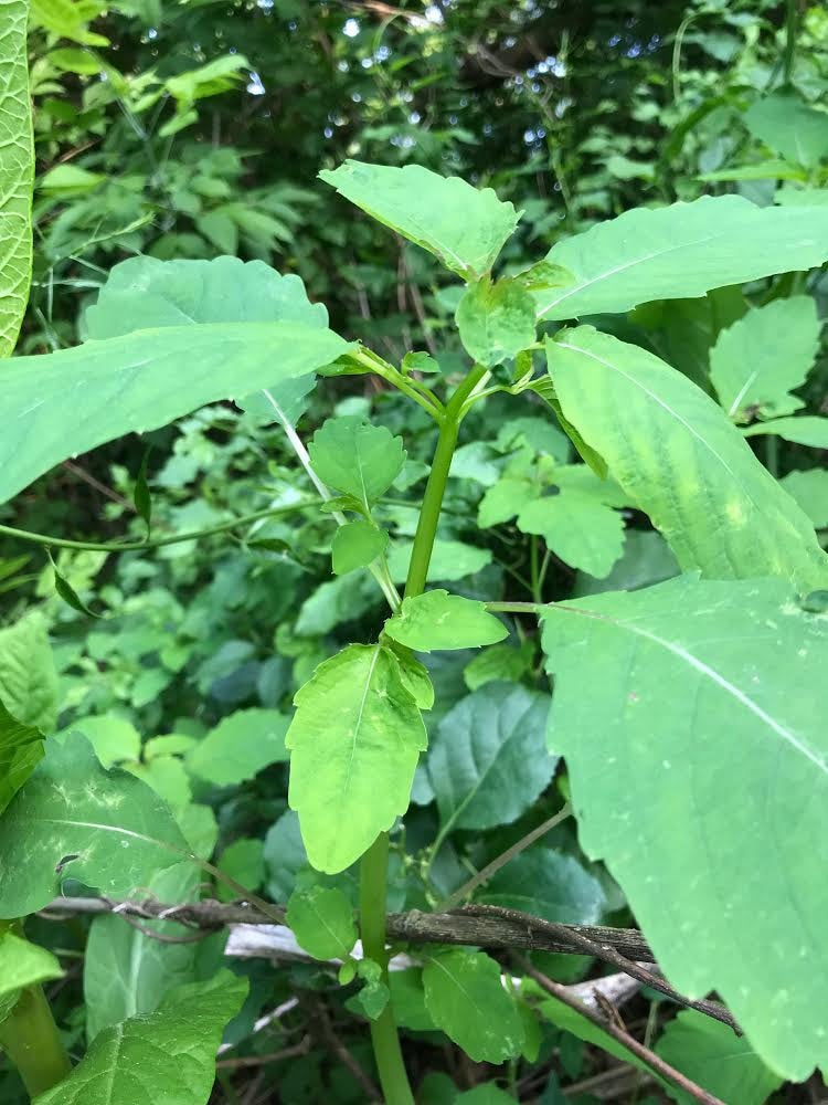 Jewelweed Poison Ivy Soap 4.5 oz. - A very special bar of soap! Use immediately after exposure to Poison Ivy or bug bites.