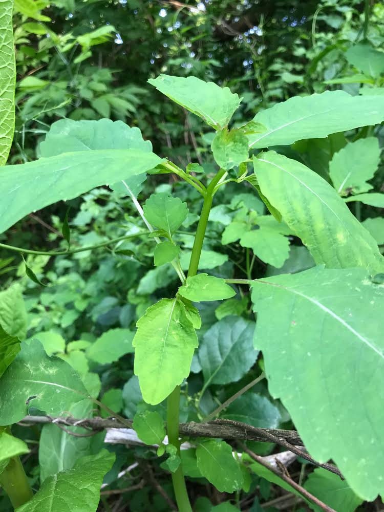 A photo of jewelweed